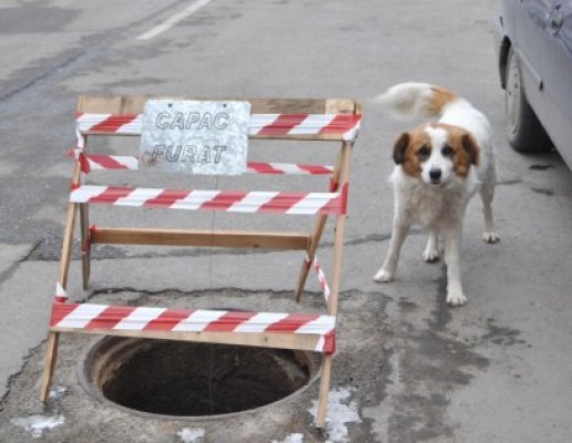 Campanie de vaccinare antirabică pentru câini, în judeţul Constanţa
